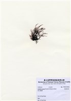 藏品(匐枝凝花菜)的圖片
